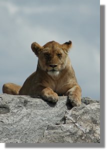 Lvemor p Serengethi sletten